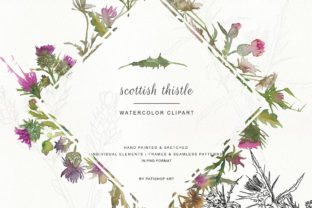 Hand Painted Sketched Thistle Clip Art and Illustrations